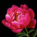 flowers797-blog avatar