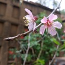 flowerseverythings avatar