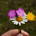 flowersnaturecody avatar