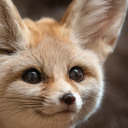 fluffiest-fox-kira avatar