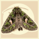 fluffmoth avatar