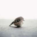 flyhighfreebirb avatar