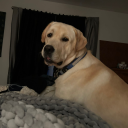 flyinghighfallingfast avatar