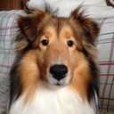 flynnthesheltie avatar