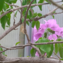 followtheleider avatar