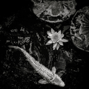 for-my-sea-of-lillies avatar