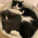 forbiddenfrenchfries avatar