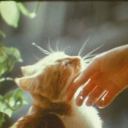 foreignbrunette avatar