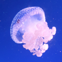 foreskinsword avatar