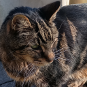 forest-dwelling-rat avatar