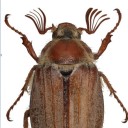 forestbeetle avatar