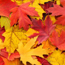 forestcottageboy avatar