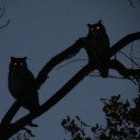 forestwatcher avatar