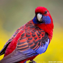 foreverfallingalwayswingingit avatar