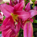 foreverfree0160 avatar