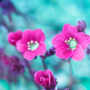 foreverliving101 avatar