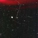 forevertrash-1603 avatar