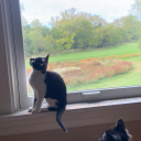 formerlyluckymanticore avatar