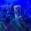 fortheloveofmusing avatar