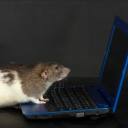 foulpaperbonkparty avatar