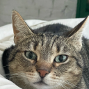 foureyedblackkitty avatar