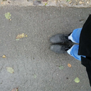 fox-on-the-roof avatar