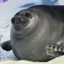 foxesinatrenchcoat avatar