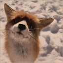 foxesliketea avatar
