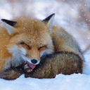 foxy-astrology-blog avatar