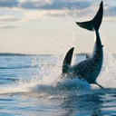 fragilefeathers avatar