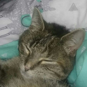 fragolingfragola avatar