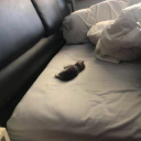 fraiglebutwhole avatar