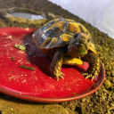 frankie-the-tortoise avatar