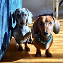 franktheweeniedog avatar