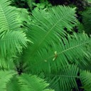 franticfloralfrenfern avatar