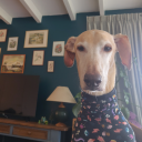 freckledfighter avatar