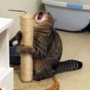 freddiecorleone avatar