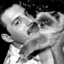 freddiemerkitty avatar