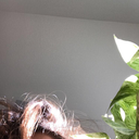 freddyweaselymylove avatar