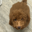 frenkensteinscreature avatar