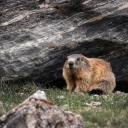 fresh-kid-401 avatar