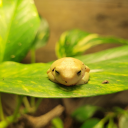 freshprinceofoz avatar