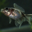 freshwaterfish avatar