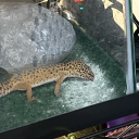 frickyeahducks avatar