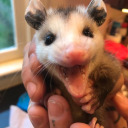 friedbananass avatar