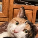 friendlyneighborhoodseamonster avatar