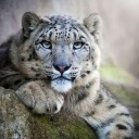 friendlysnowleopard avatar