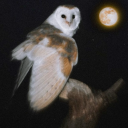 frivolousclown69 avatar