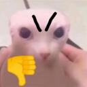 frog-man-moments avatar