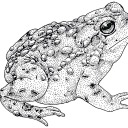 frogsandtoadsfrogsandtoads avatar